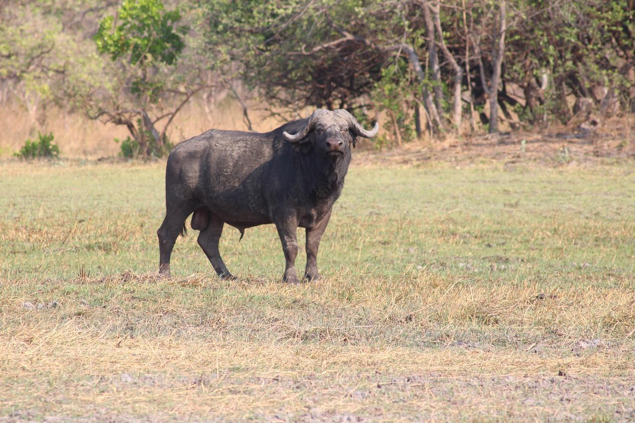 Chaminuka Lodge Lusaka Kültér fotó