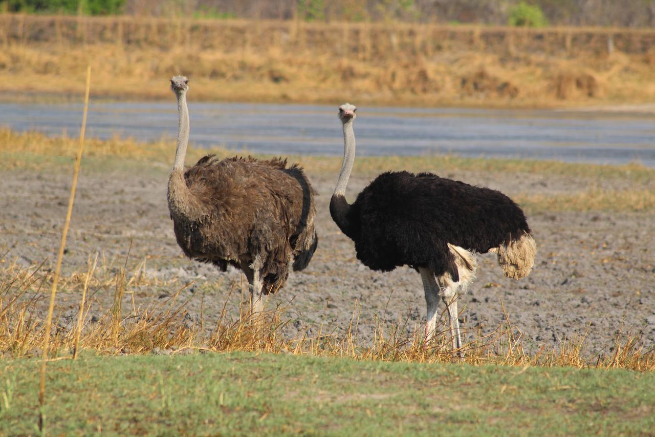 Chaminuka Lodge Lusaka Kültér fotó