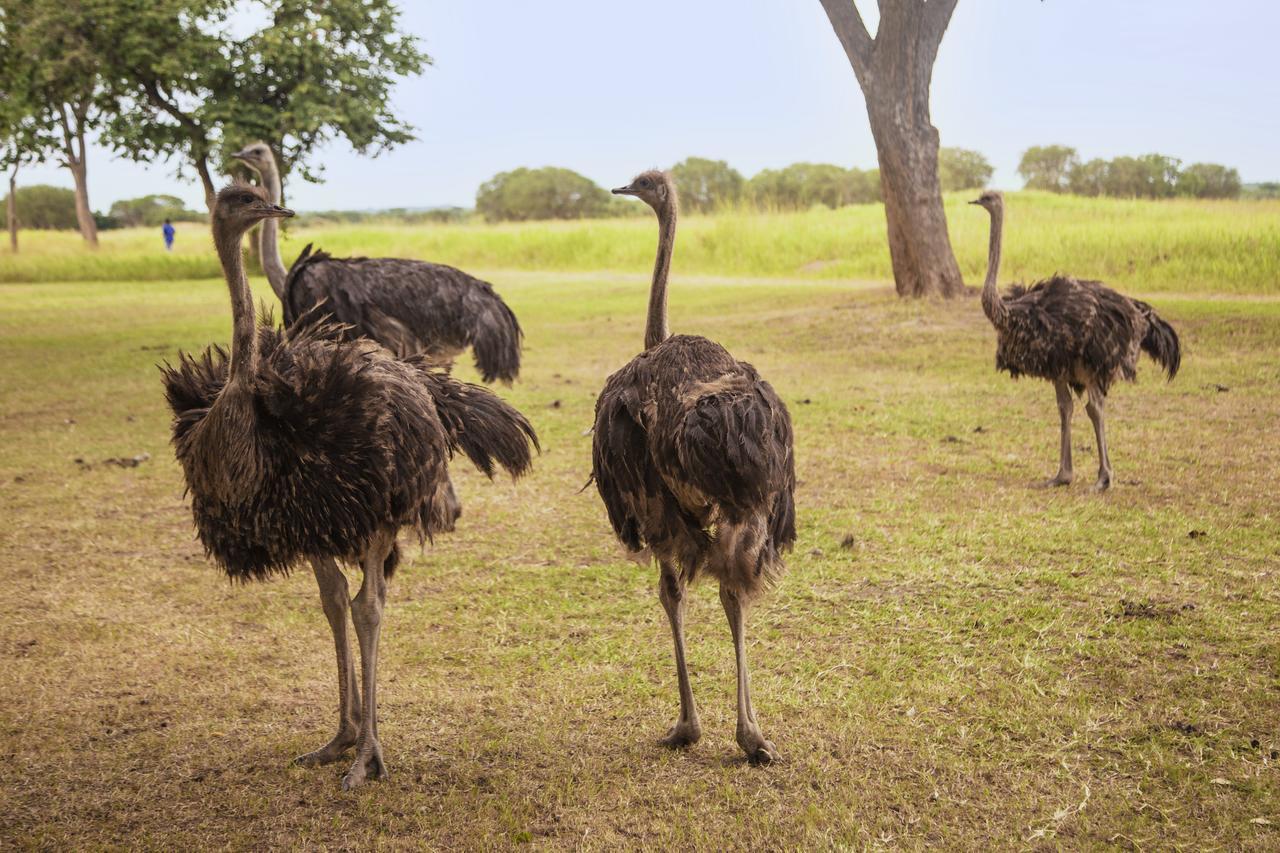 Chaminuka Lodge Lusaka Kültér fotó