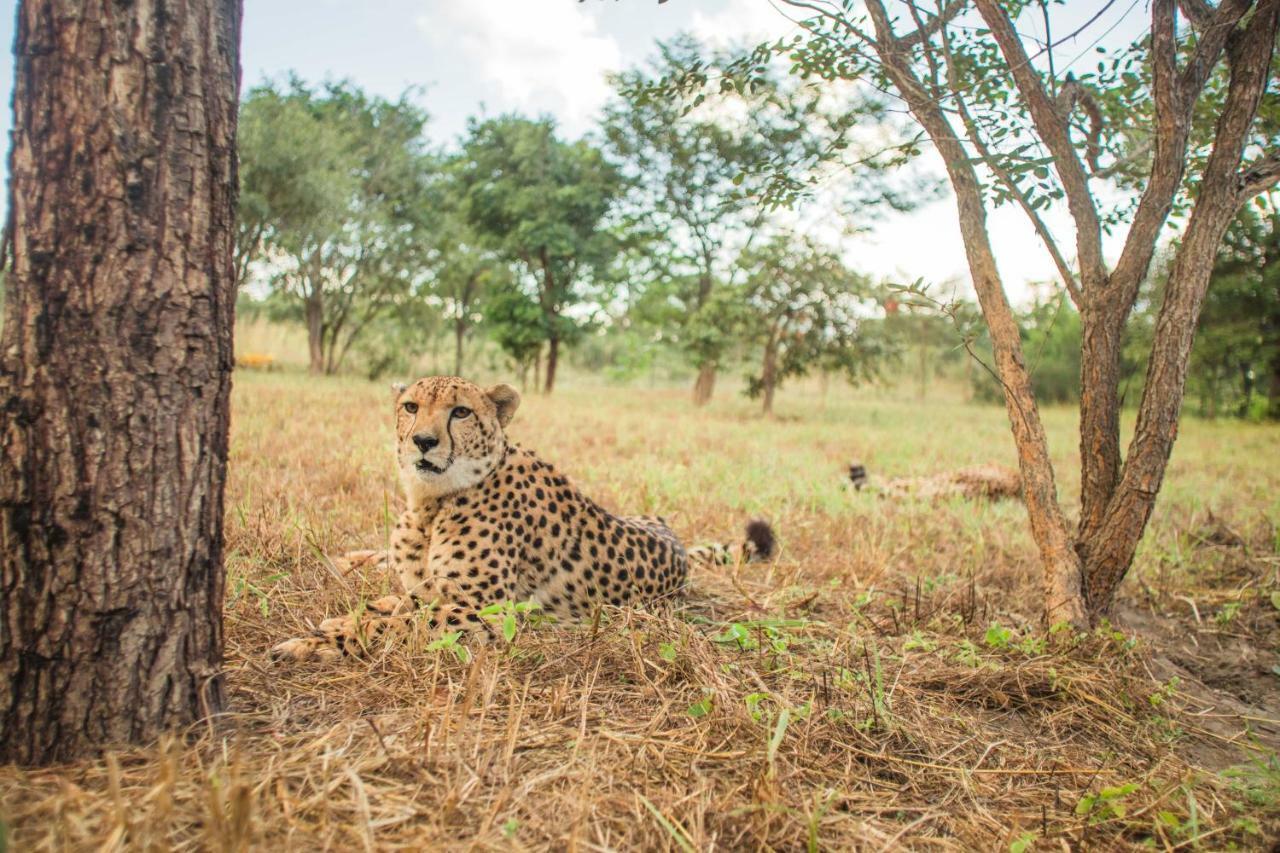 Chaminuka Lodge Lusaka Kültér fotó